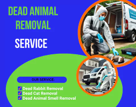 Dead Animal Removal Services Canterbury
