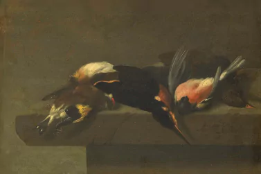 Dead Birds Removal Canterbury