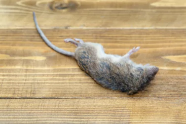 Dead Rat Removal Canterbury