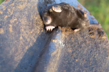 Dead Rodents Removal Canterbury