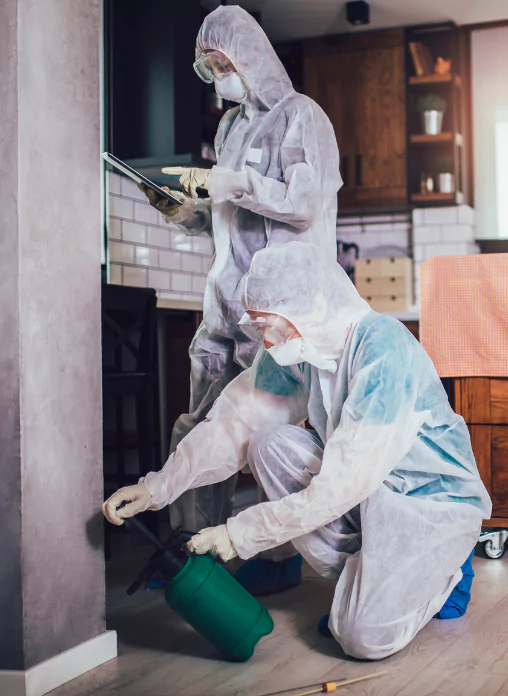 Pest Control Services Canterbury